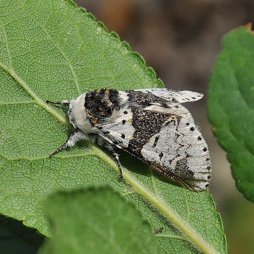 Harpyia bicuspis