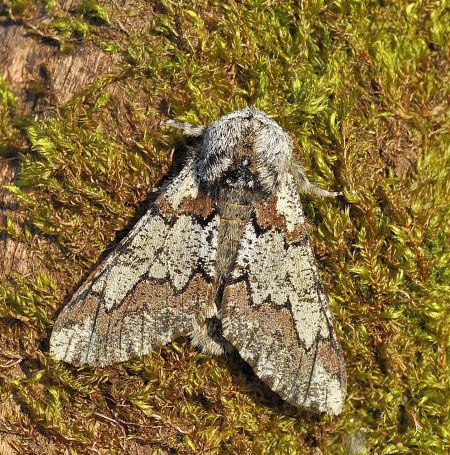 Biston strataria