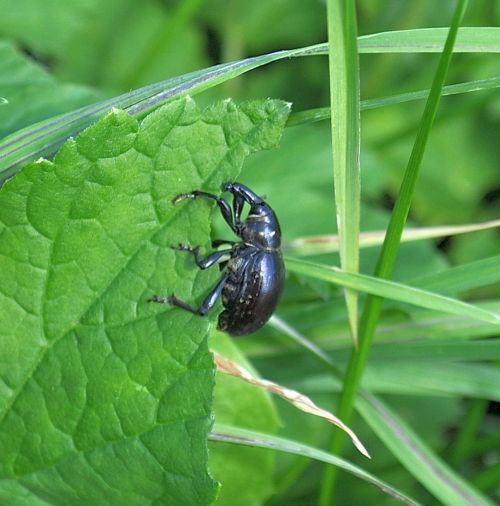 Liparus sp., Curculionidae