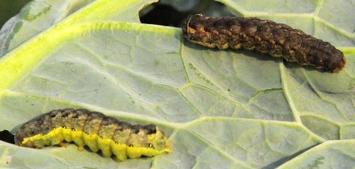 mamestra brassicae - comune ma tante