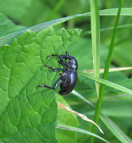 Liparus sp., Curculionidae