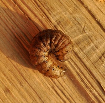 bruco di qualche noctuide