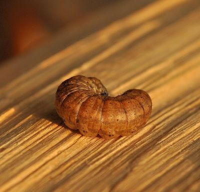 bruco di qualche noctuide