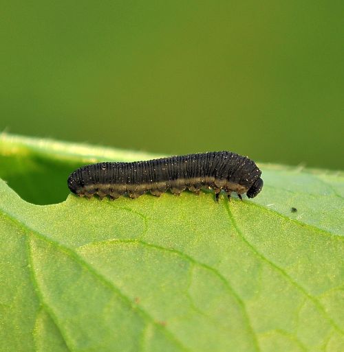 Larva di Symphyta