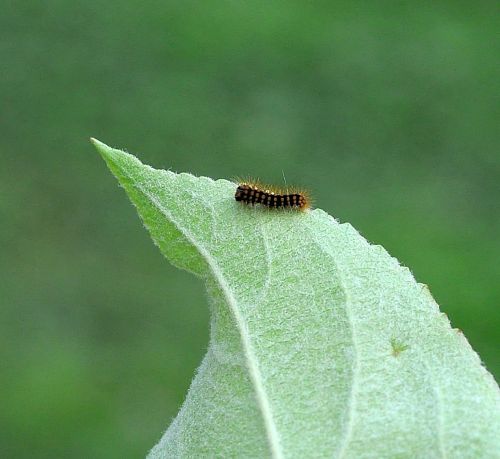 Anche se rovinata � sempre una gran bella farfalla