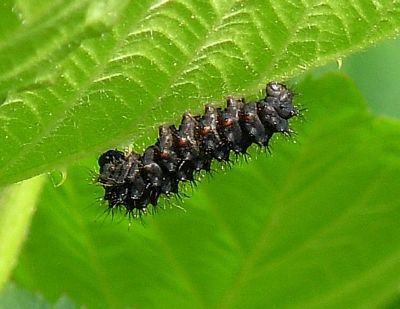 Anche se rovinata � sempre una gran bella farfalla