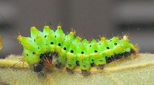 Anche se rovinata � sempre una gran bella farfalla