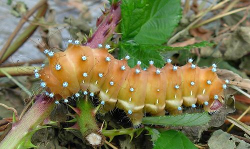 Anche se rovinata � sempre una gran bella farfalla