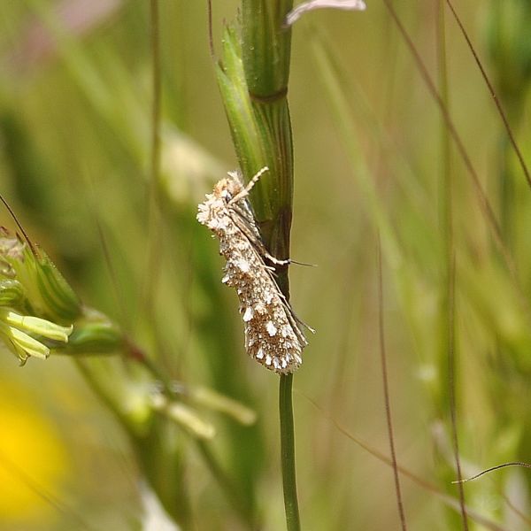 aiuto id - Tineidae:  Hapsifera luridella