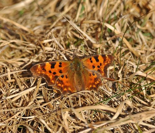 due di oggi - Nymphalis polychloros e Polygonia c-album