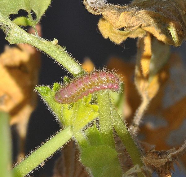 bruchi e pupa di Cacyreus marshalli