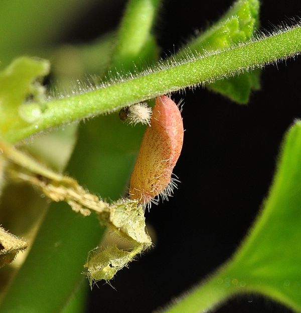 bruchi e pupa di Cacyreus marshalli