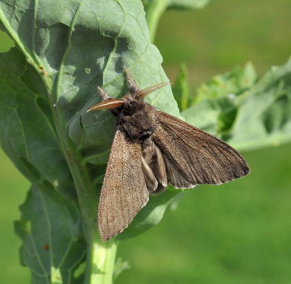 Si pu capire chi ? Calliteara pudibunda, Erebidae Lymantriinae