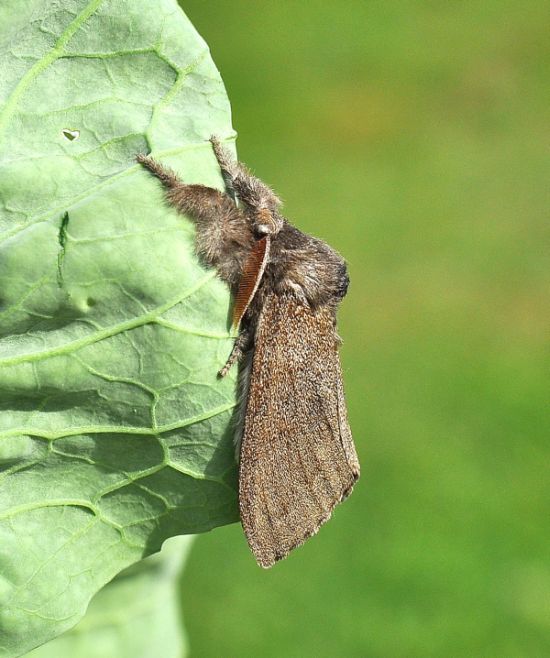 Si pu capire chi ? Calliteara pudibunda, Erebidae Lymantriinae