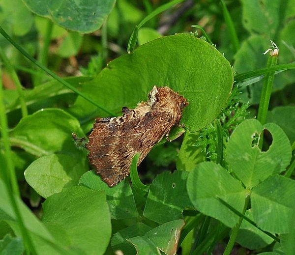 Vicino pericoloso. Ptilodon capucina - Notodontidae