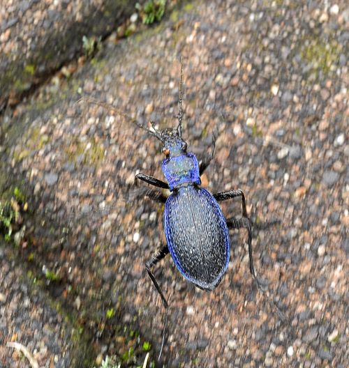 Carabus intricatus