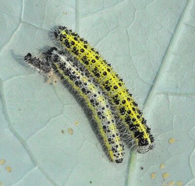 pieris brassicae ?