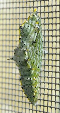 pieris brassicae ?