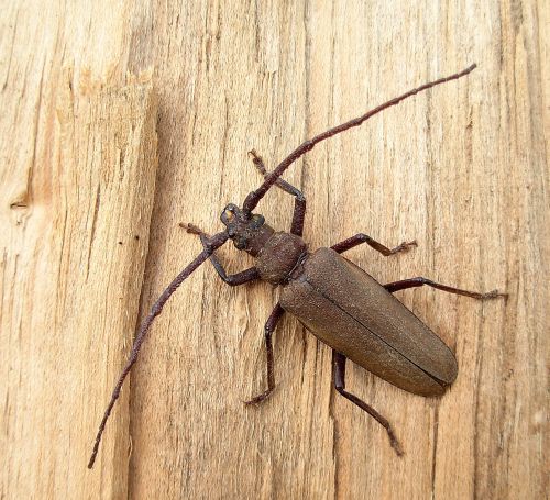 Cerambycidae? Maschio di Aegosoma scabricorne