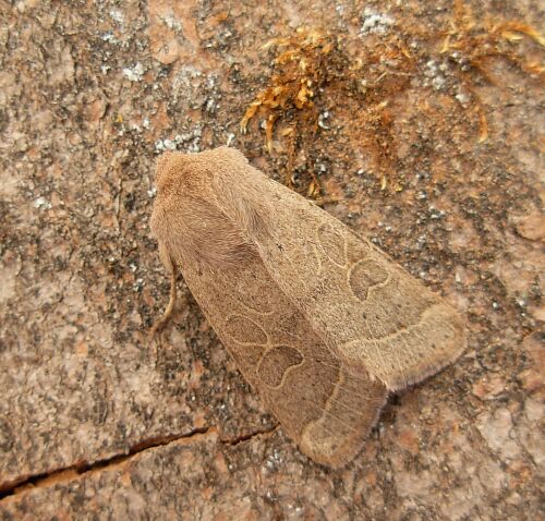 sono tutte Orthosia cerasi ?