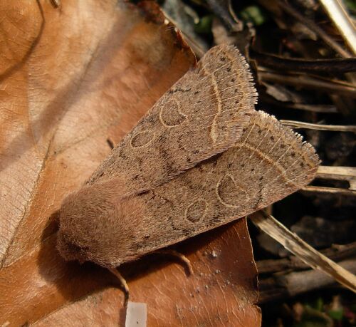 sono tutte Orthosia cerasi ?