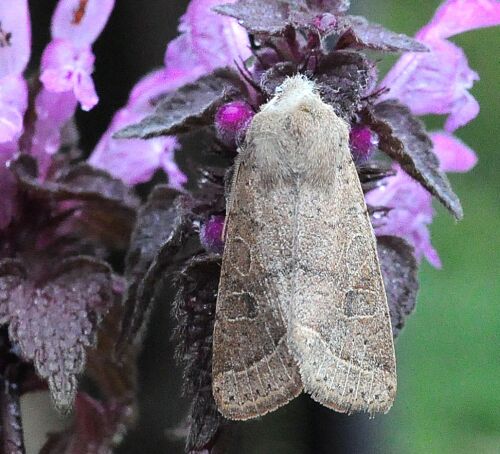 sono tutte Orthosia cerasi ?