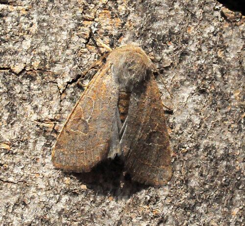 sono tutte Orthosia cerasi ?