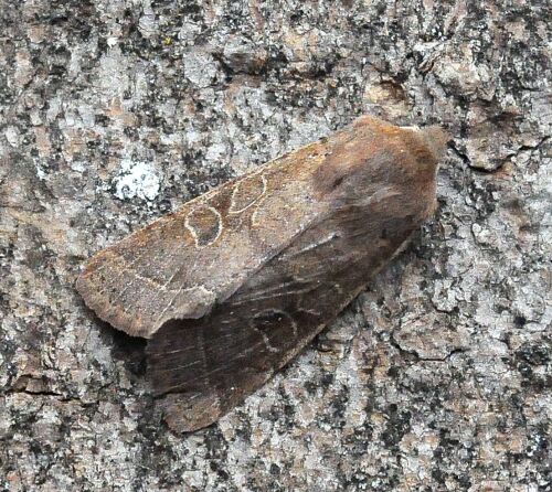 sono tutte Orthosia cerasi ?