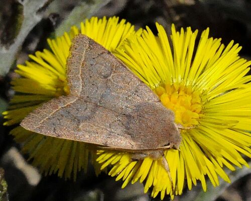 sono tutte Orthosia cerasi ?
