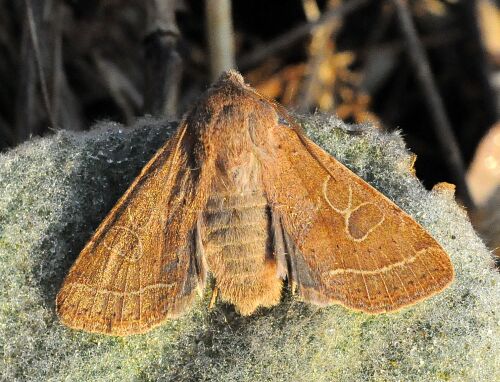 sono tutte Orthosia cerasi ?