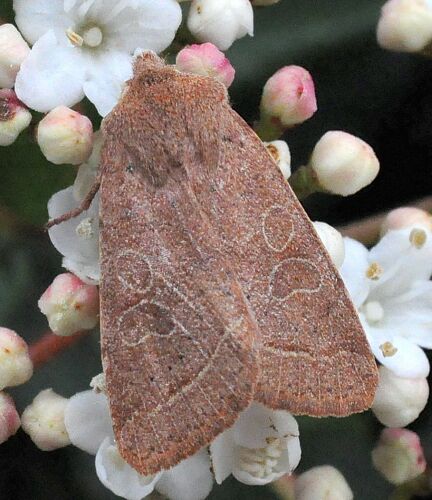 sono tutte Orthosia cerasi ?