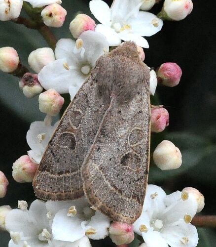 sono tutte Orthosia cerasi ?