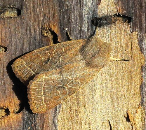 sono tutte Orthosia cerasi ?