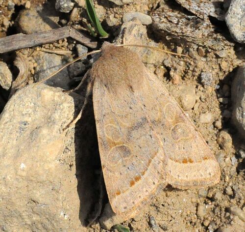 sono tutte Orthosia cerasi ?