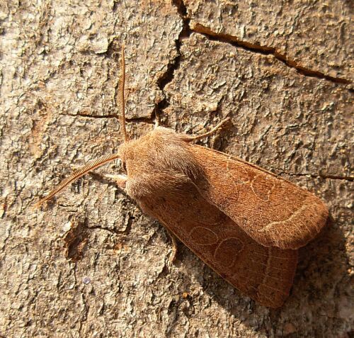 sono tutte Orthosia cerasi ?