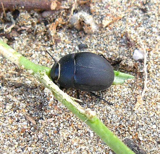 Erodius orientalis ssp. oblonga, Tenebrionidae