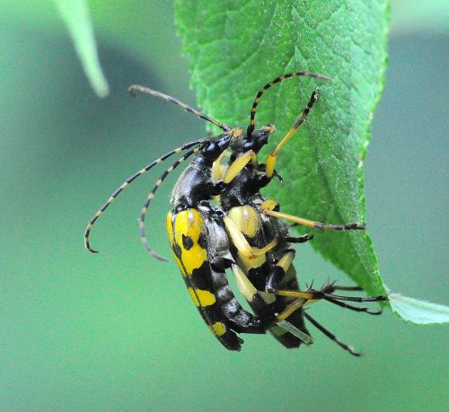 Rutpela maculata in accoppiamento