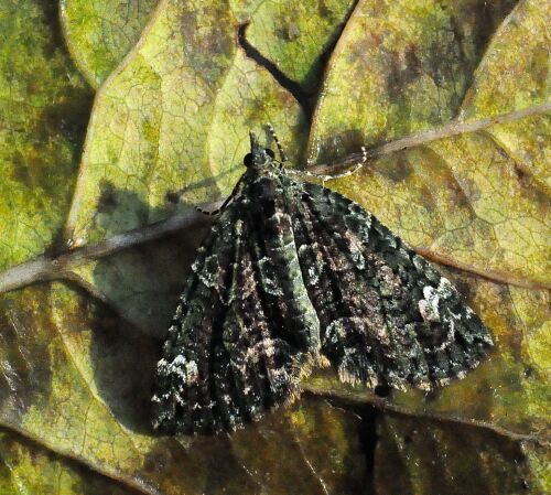 Chloroclysta..............?