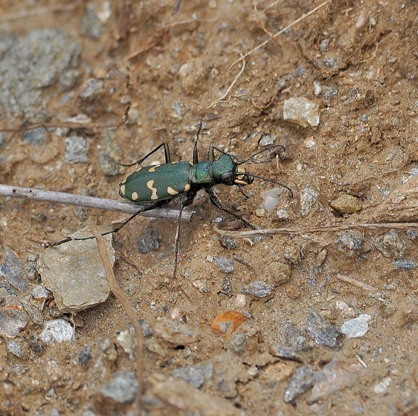 Cicindela gallica