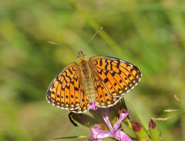 Boloria (Clossiana) selene, Nymphalidae