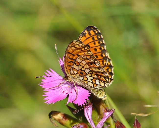 Boloria (Clossiana) selene, Nymphalidae