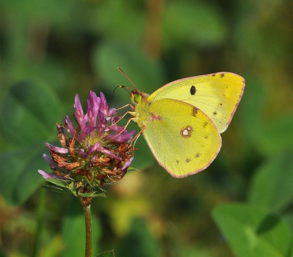 Colias hyale o Colias alfacariensis? C. alfacariensis, Pieridae