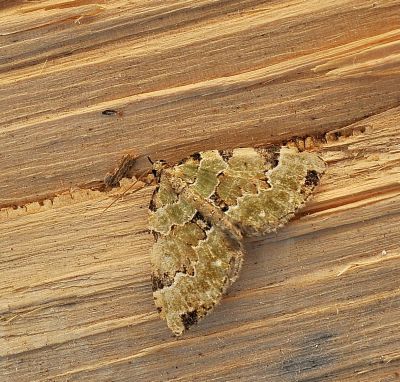 Colostygia pectinataria ???
