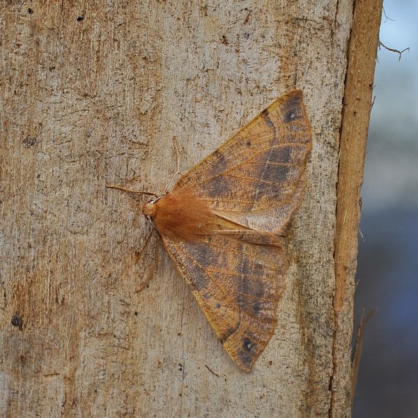 beccata!  Colotois pennaria