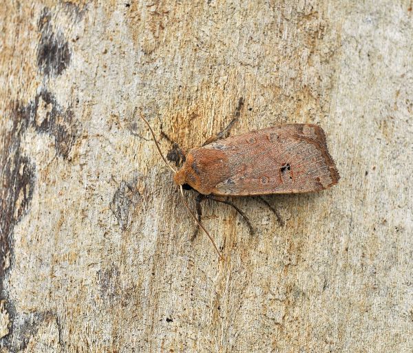 ancora una - Conistra (Dasycampa) erythrocephala