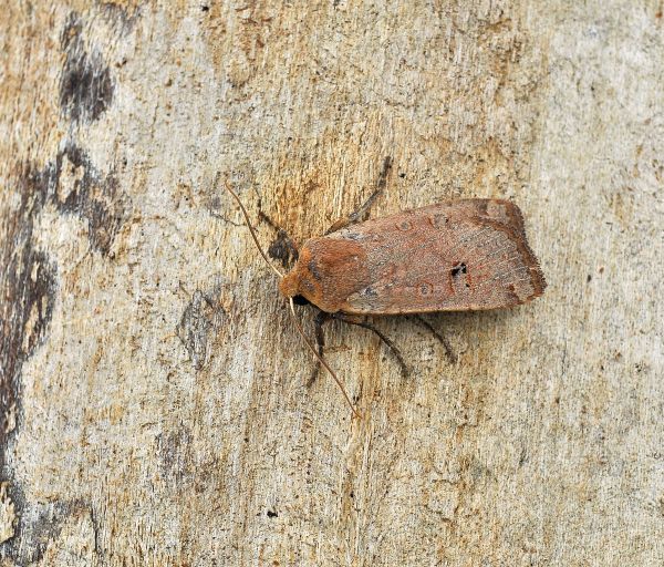 ancora una - Conistra (Dasycampa) erythrocephala