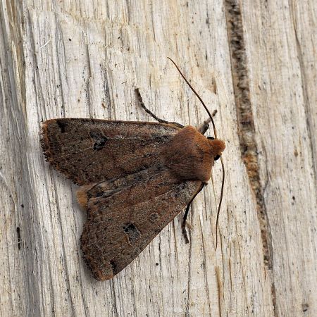 noctuide da id. - Xestia (Xestia) baja