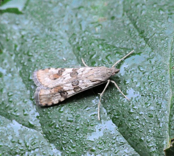 Nomophila noctuella e Dioryctria sylvestrella