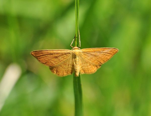 un crambide? No, Idaea ochrata - Geometridae
