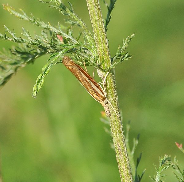 crambide? S: Agriphila sp